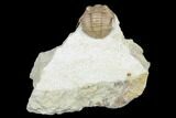 Diminutive Asaphus Platyurus Aculeatus Trilobite - Russia #178244-2